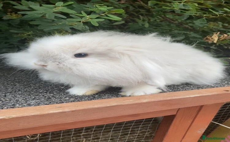 Mini Lop rabbits - Advert 3