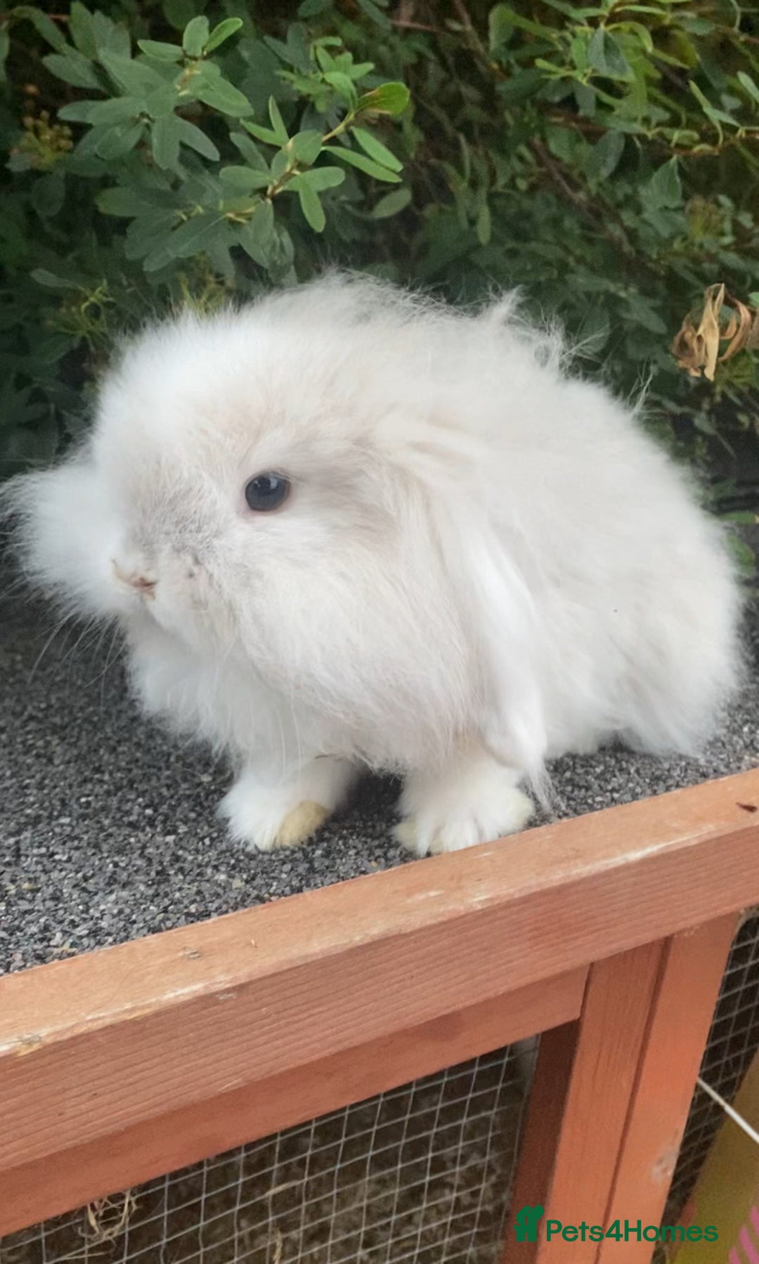 Mini Lop rabbits for sale: Mini Lop and Mini Lion Lop bunnies - Image 1