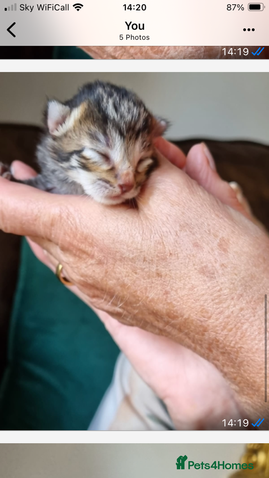 Savannah cats for sale: Beautiful Male Savannah Kitten for sale - Advert 11