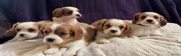 Cavalier King Charles Spaniel dogs for sale: Stunning cavalier King Charles puppies  - Advert 14