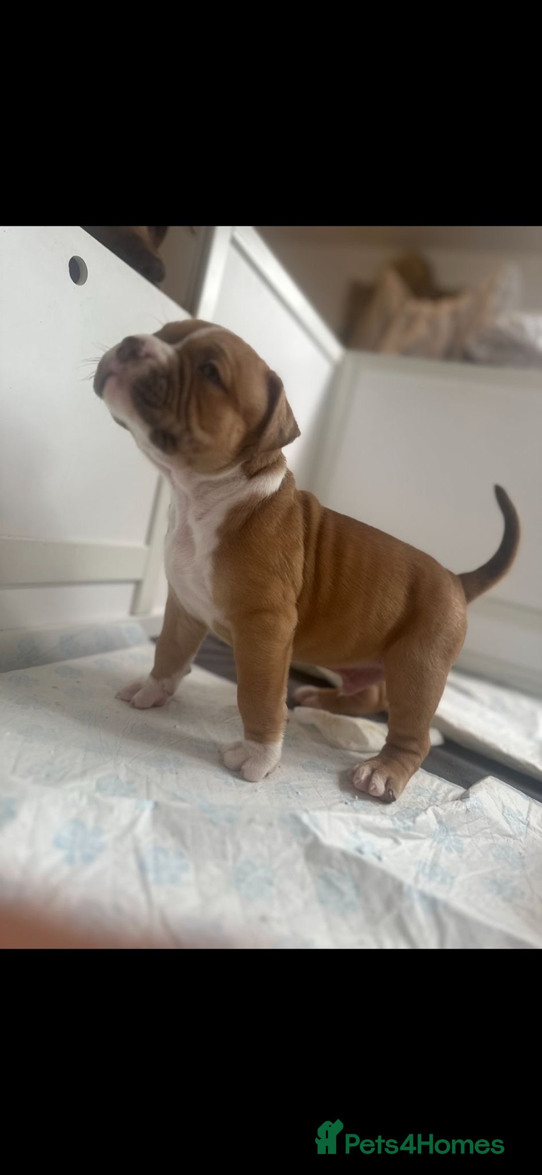 American Bully dogs for sale: Puppies American pocket bully - Image 7