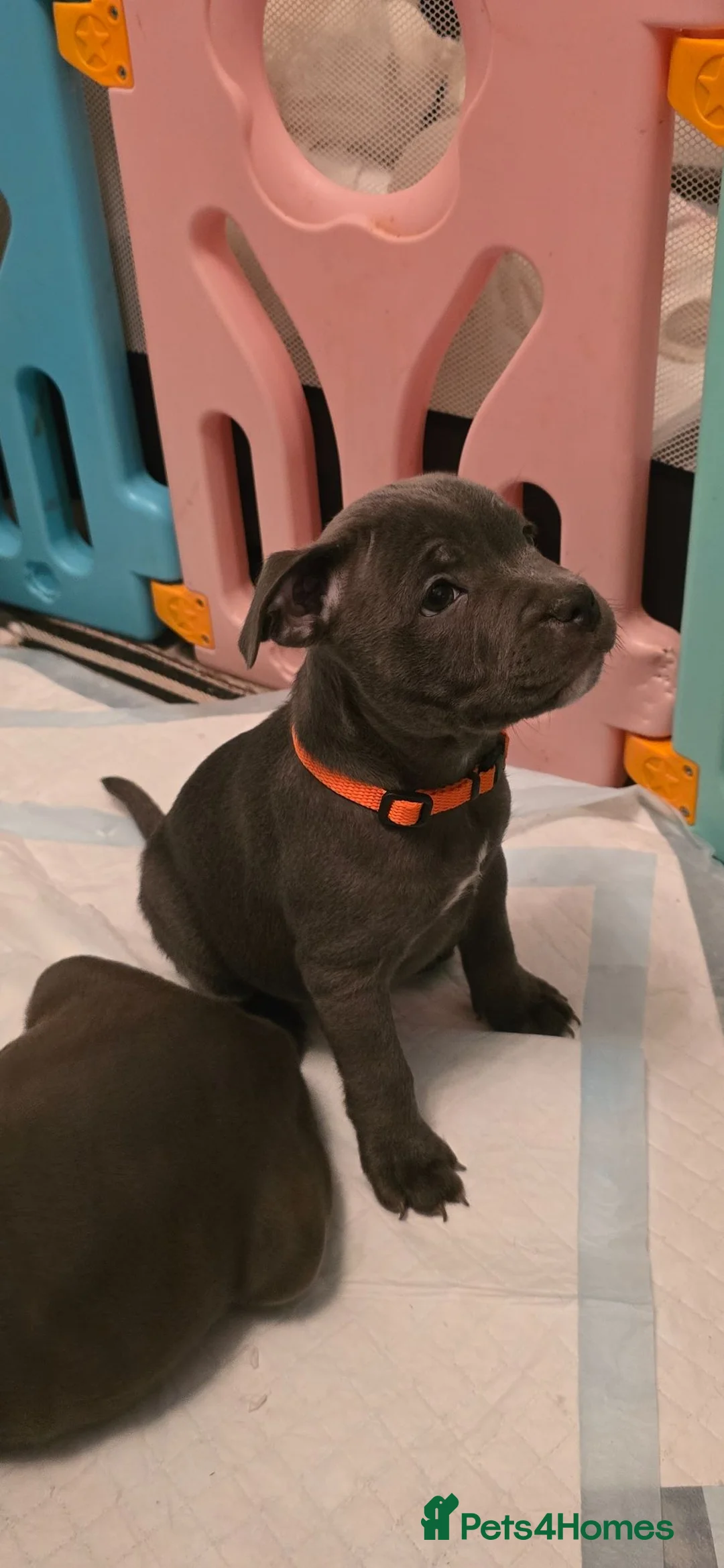 Staffordshire Bull Terrier dogs for sale: Staffordshire Bull Terrier puppies KC reg 💙  - Advert 2