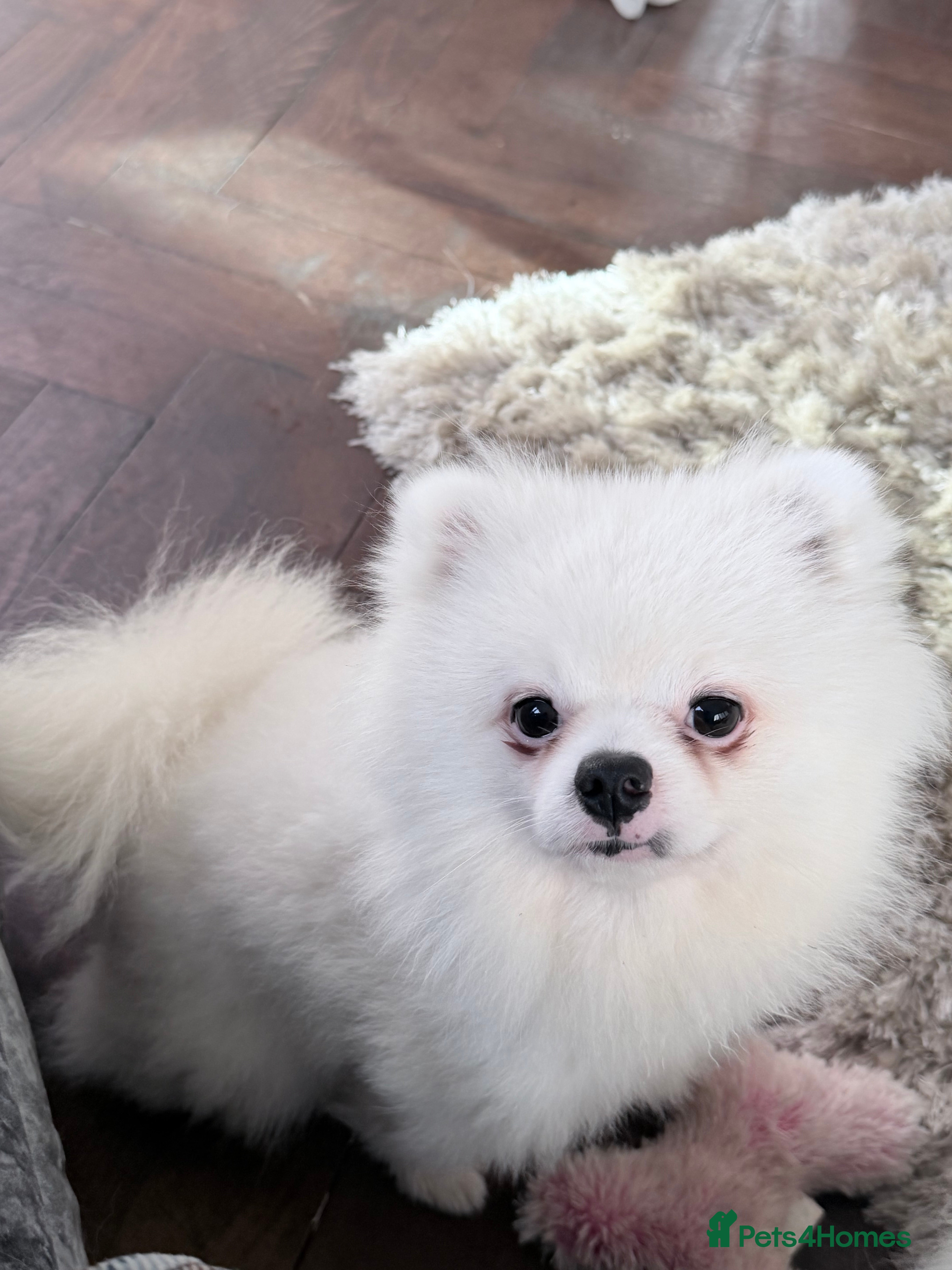 Pomeranian dogs Male Pomeranian for sale he is Kc  - Advert 9