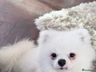 Pomeranian dogs Male Pomeranian for sale he is Kc - Advert 9
