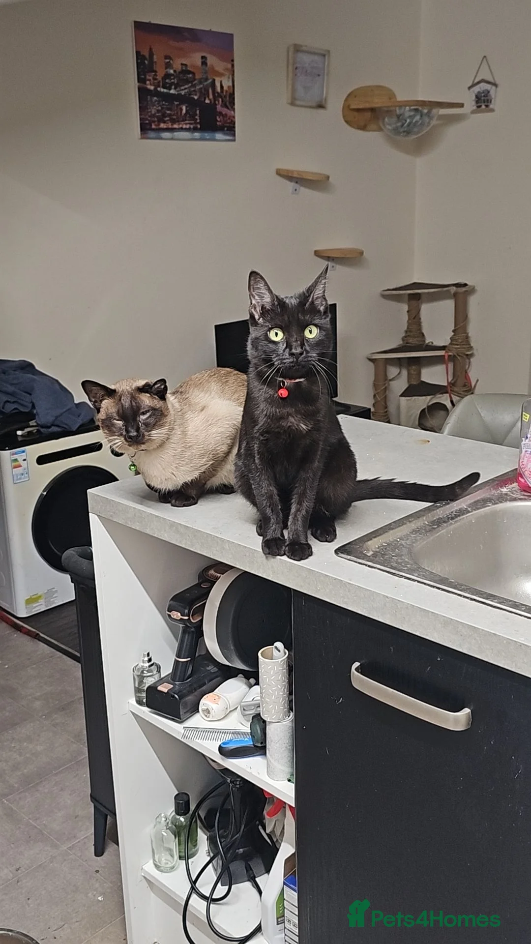 Mixed Breed cats for sale: Bengal/siamese kittens  in Derby - Advert 4