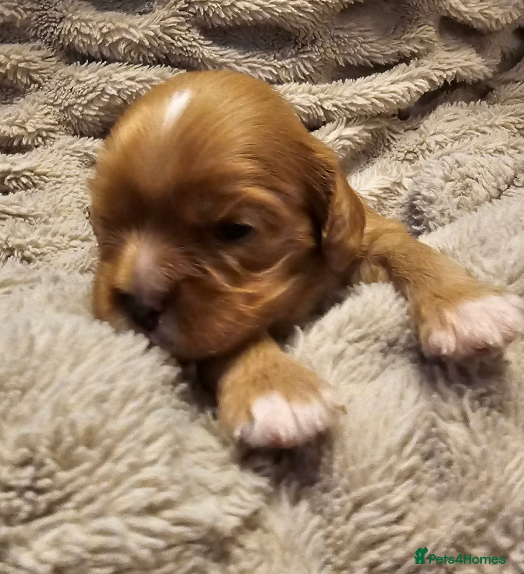 Cavalier King Charles Spaniel dogs for sale: Cavalier king charles spaniel puppies  - Advert 10