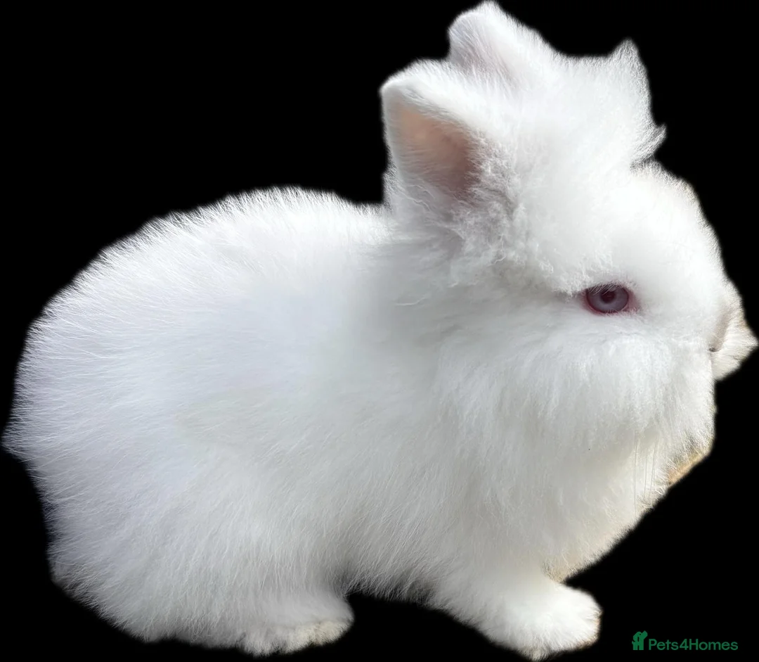 Lionhead rabbits for sale: Double Manned Lionhead Dwarf Rabbits in Leicester - Advert 9