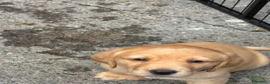 Labrador Retriever Puppy 4