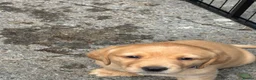 Labrador Retriever dogs for sale: Labrador - Advert 8