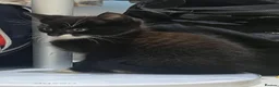 Mixed Breed cats for sale: 😍 3 Adorable Black & Tuxedo Kittens 🐈‍⬛💕 - Advert 15