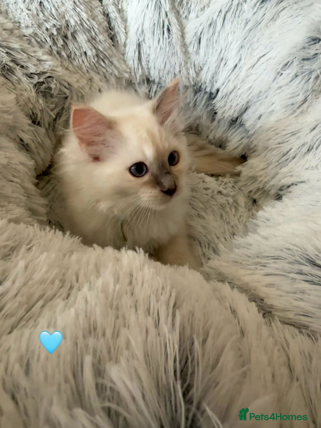 Ragdoll cats for sale: 4 Gorgeous Pure-Bred Ragdolls - Image 8