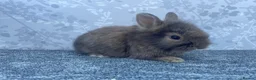Lionhead rabbits for sale: Double main lionhead  - Advert 3