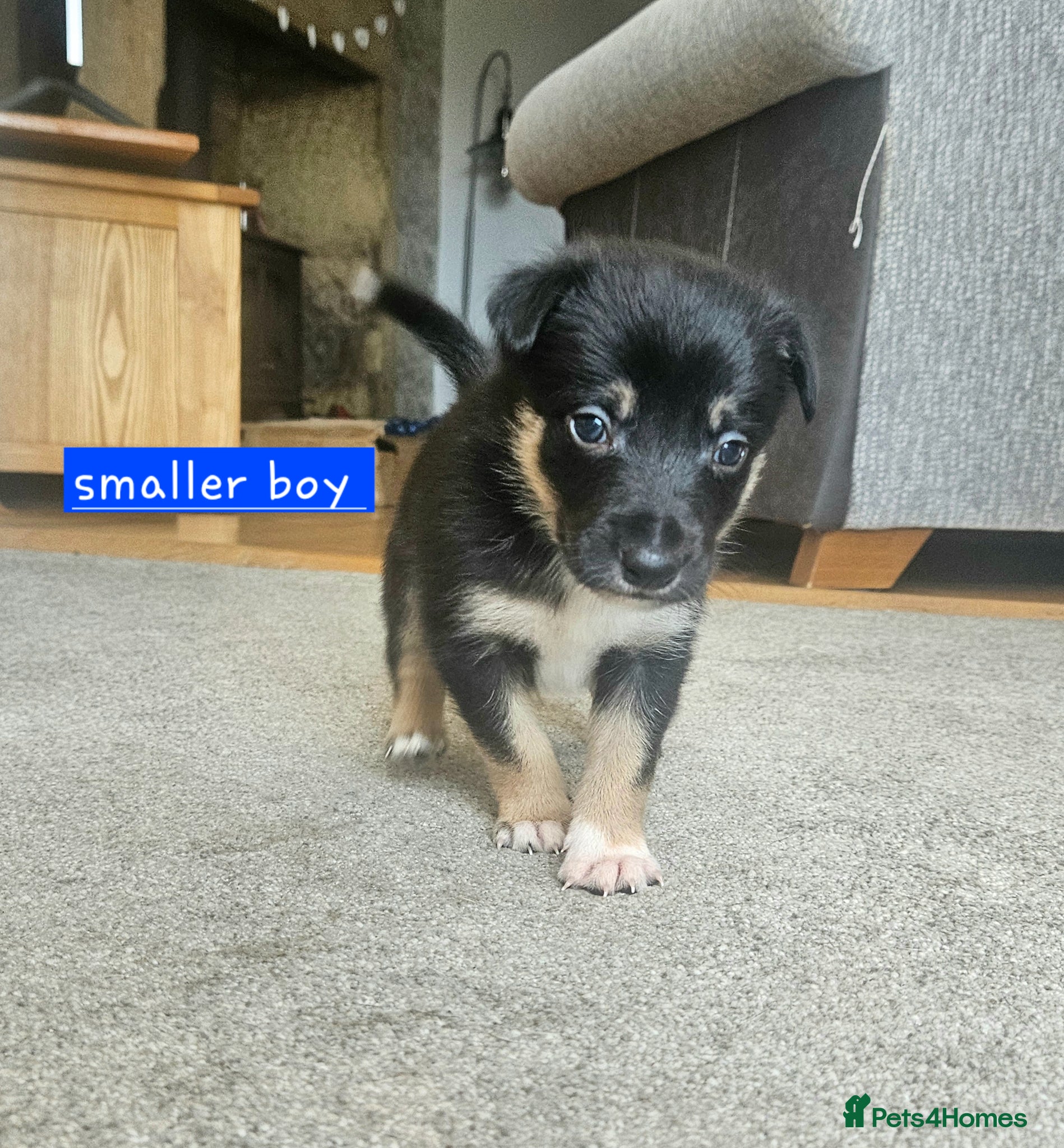Border Collie dogs 🔥Unique tri border collie pups 🔥 - Advert 2