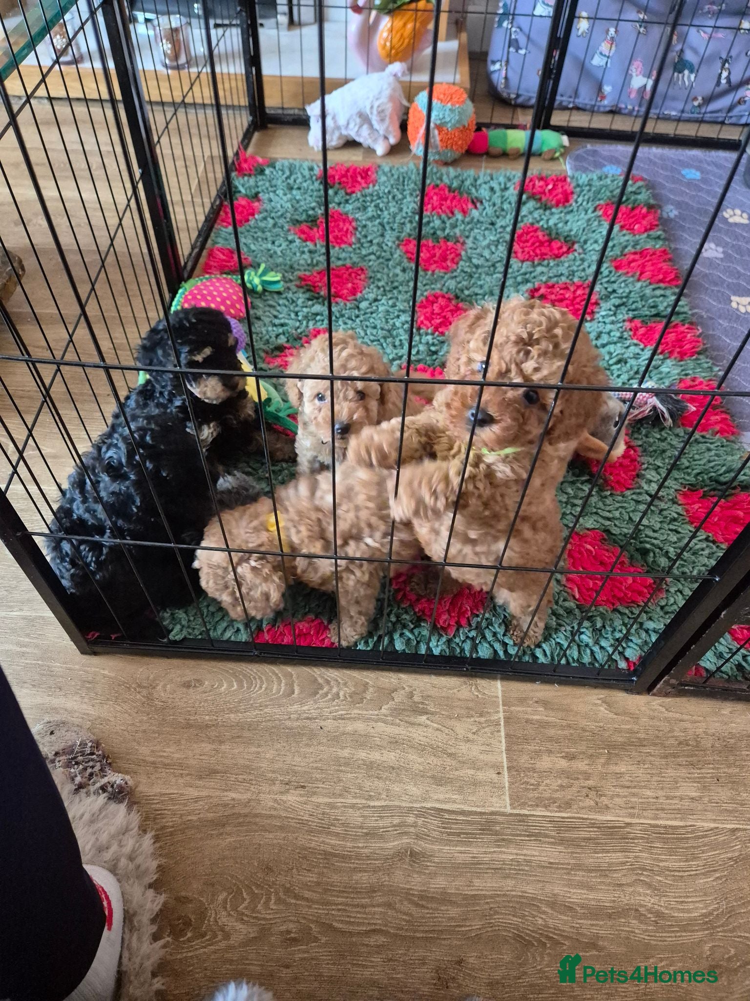 Toy Poodle dogs KC mini toy poodles - Advert 1