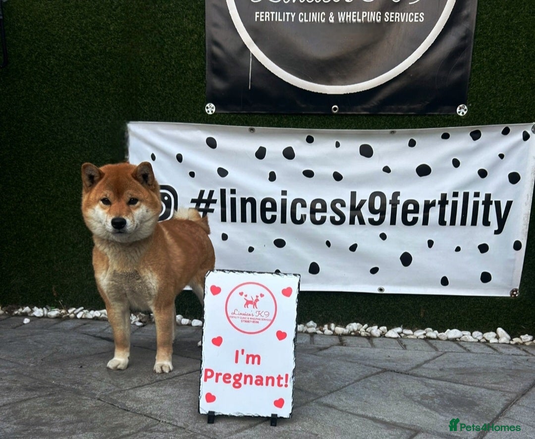 Japanese Shiba Inu dogs for sale: KC Reg Japanese Shiba inu Puppies - Advert 3