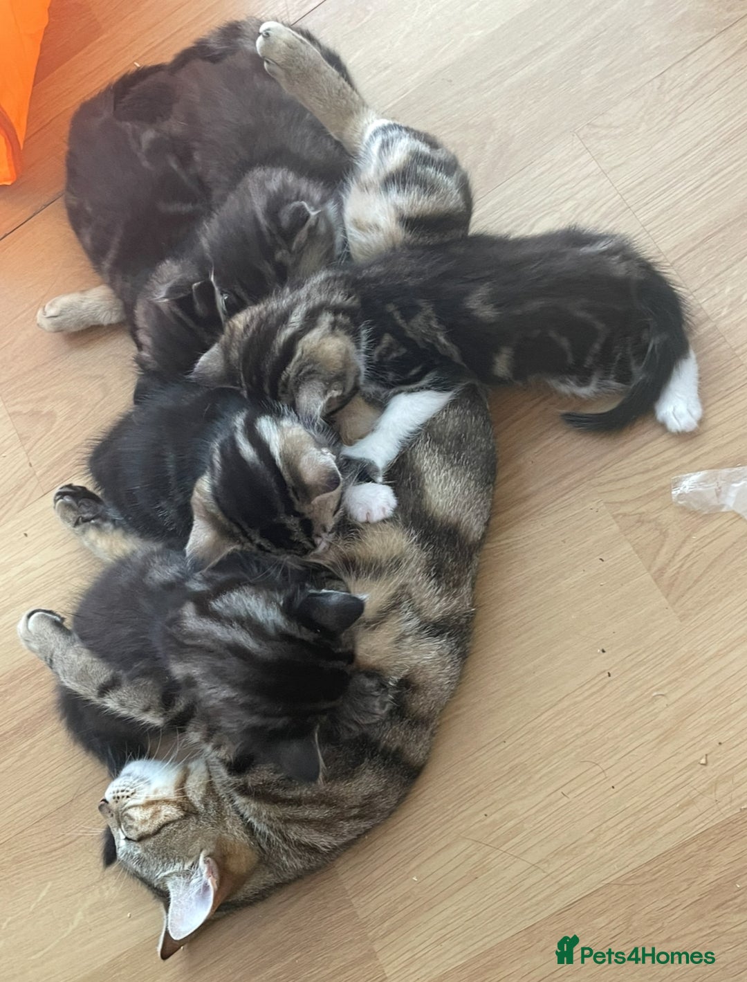 Mixed Breed cats for sale: Mixed breed 6 kittens  - Image 1