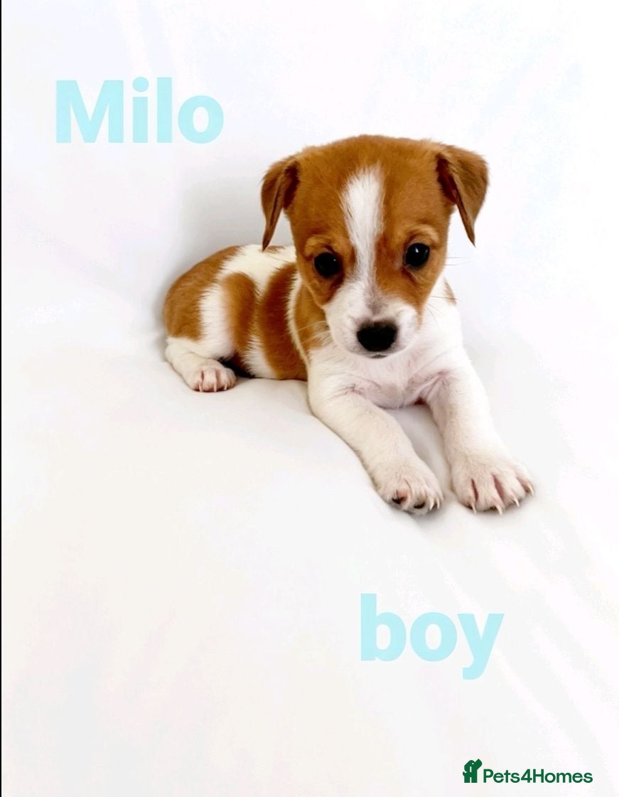 Mixed Breed dogs 11 Jack Russell x Chihuahua Puppies – 2 Litters - Advert 4