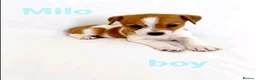 Mixed Breed dogs for sale: Litter of 6 Jack Russell x Chihuahua Puppies  - Advert 8
