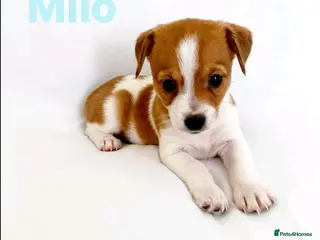 Mixed Breed dogs 11 Jack Russell x Chihuahua Puppies – 2 Litters - Advert 4