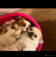Cavalier King Charles Spaniel dogs - Advert 2