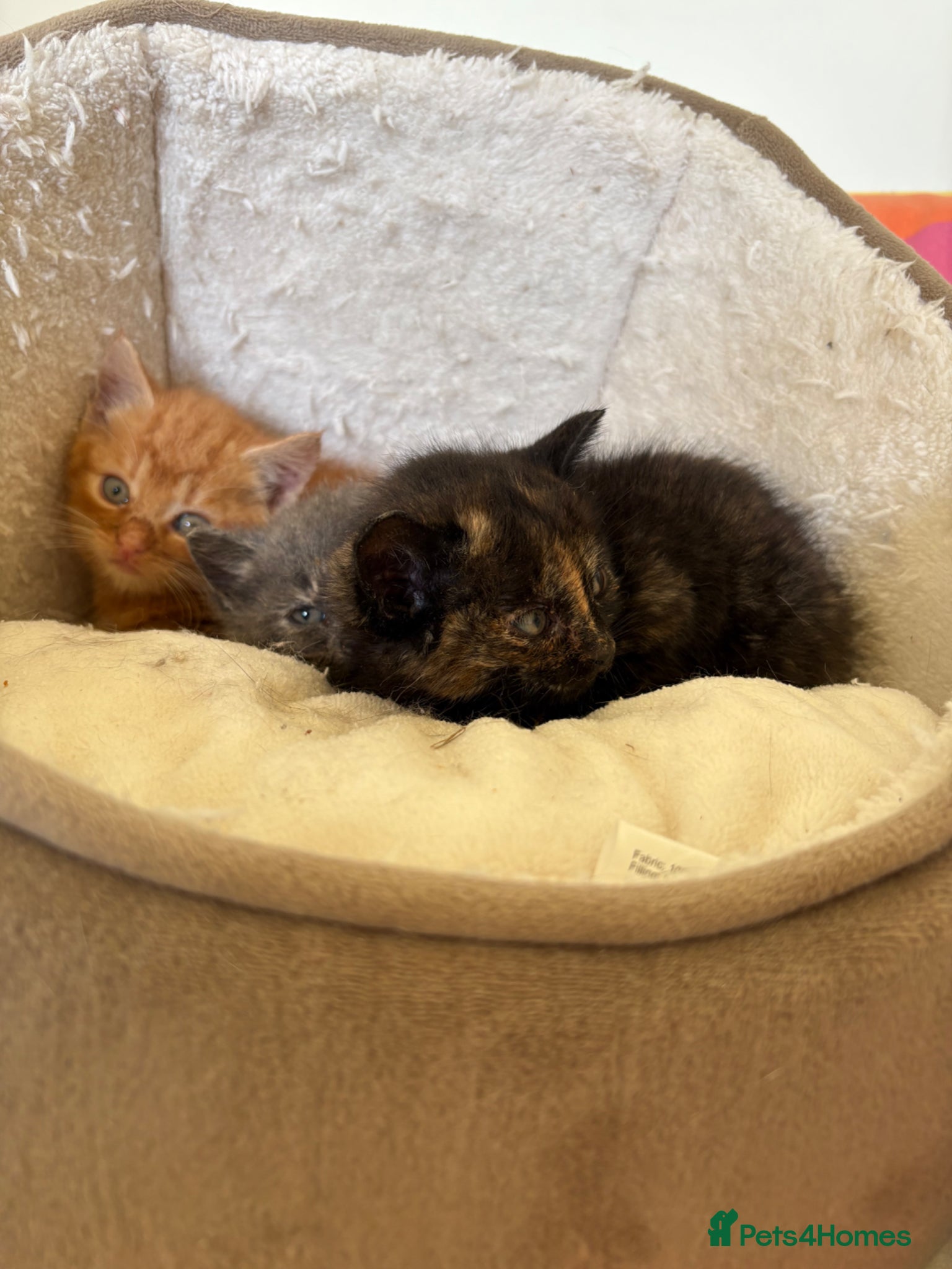 Mixed Breed cats Beautiful friendly kittens  - Advert 9