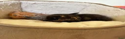 Mixed Breed cats for sale: Beautiful friendly kittens  - Advert 5