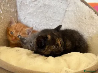 Mixed Breed cats Beautiful friendly kittens - Advert 9