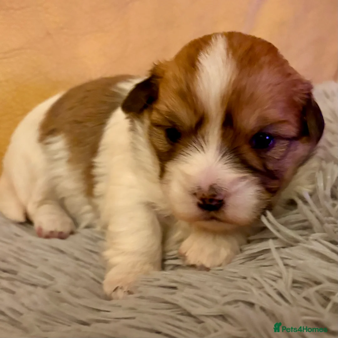 Coton De Tulear dogs for sale: K.C reg Coton de Tulear Puppies inc World Champion - Advert 4