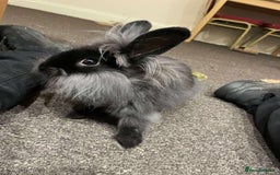 Mixed Breed rabbits for sale: Rabbits for Adoption - Image 2