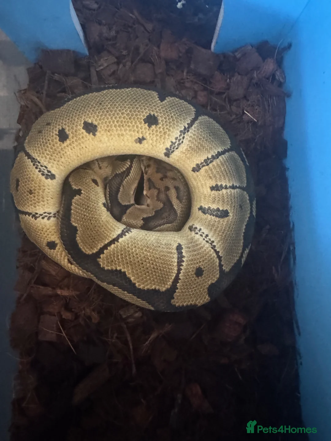 Python Snake reptiles for sale: Royal pythons  in Northampton - Advert 1