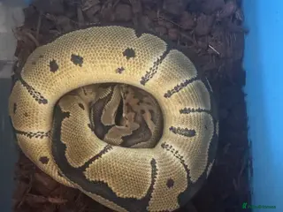 Python Snake reptiles Royal pythons - Advert 9