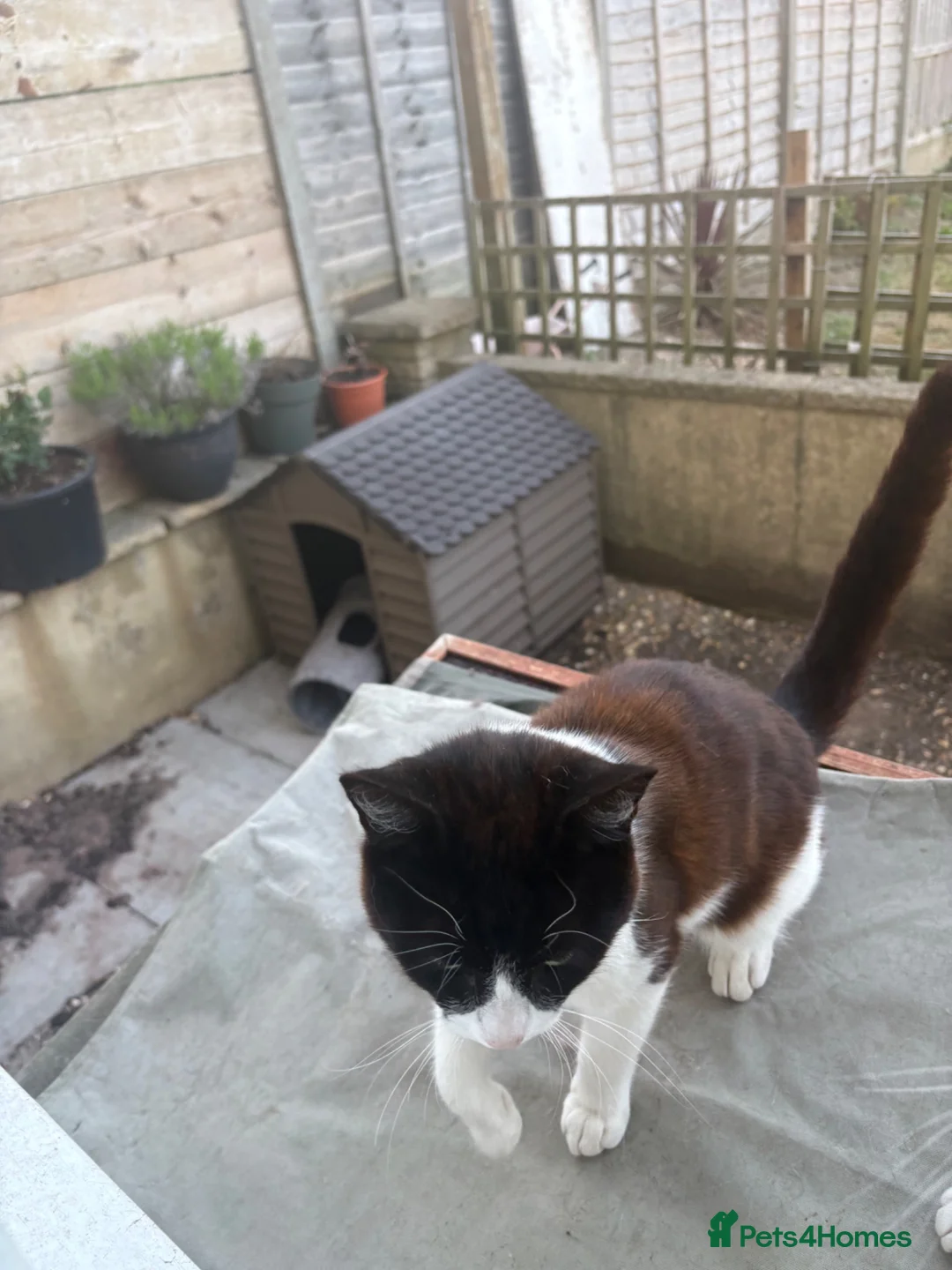 Mixed Breed cats for sale: 2 male cats  - Advert 2
