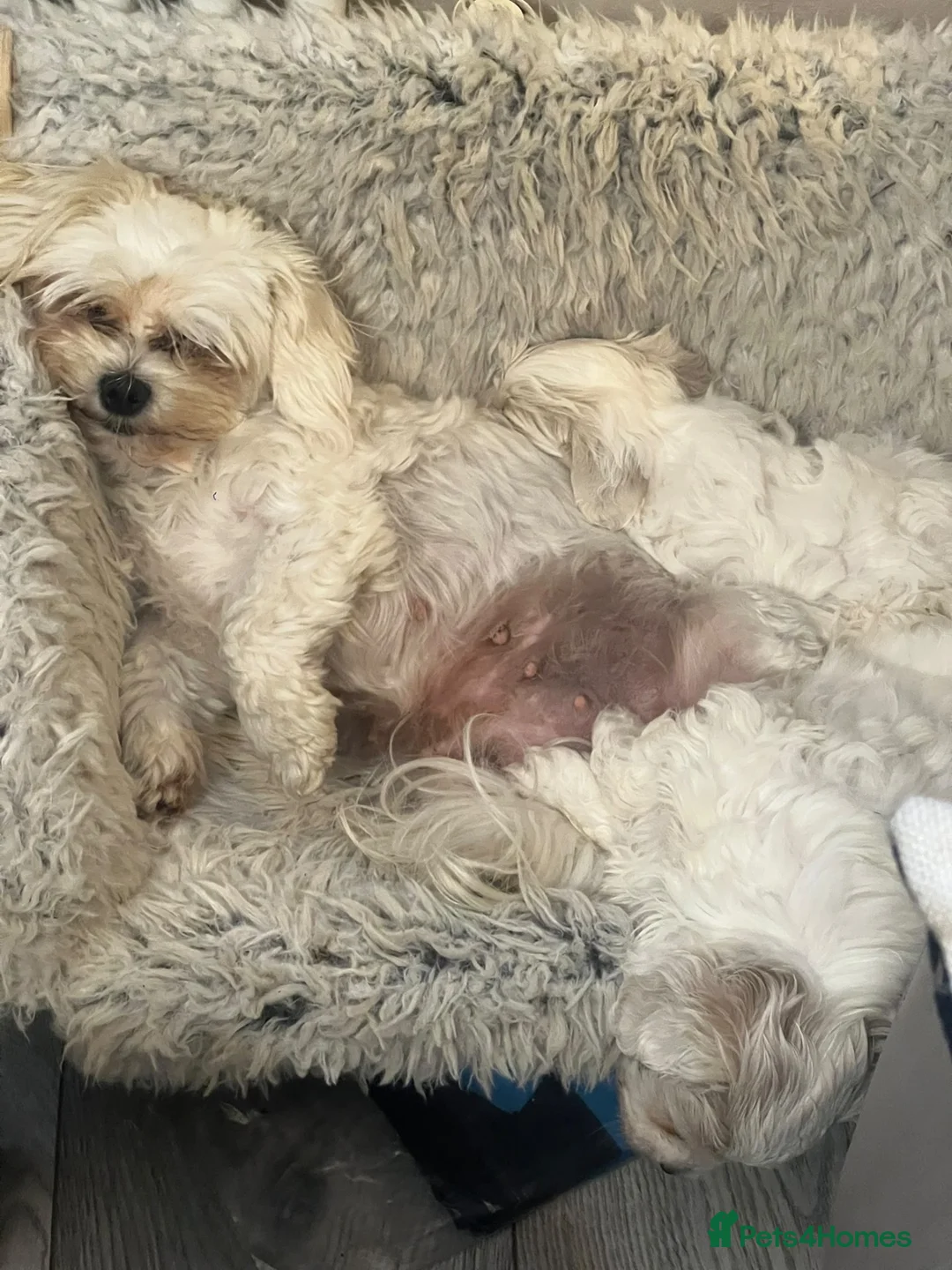 Maltese dogs for sale: Maltese puppy (girl) in Northolt - Advert 1