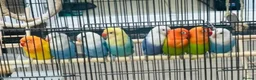 Lovebirds birds for sale: Beautiful Opaline Lovebirds  - Advert 2