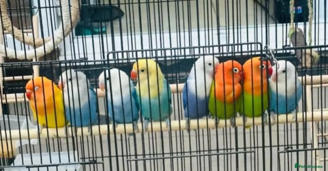 Lovebirds birds for sale: Beautiful Opaline Lovebirds  - Advert 2