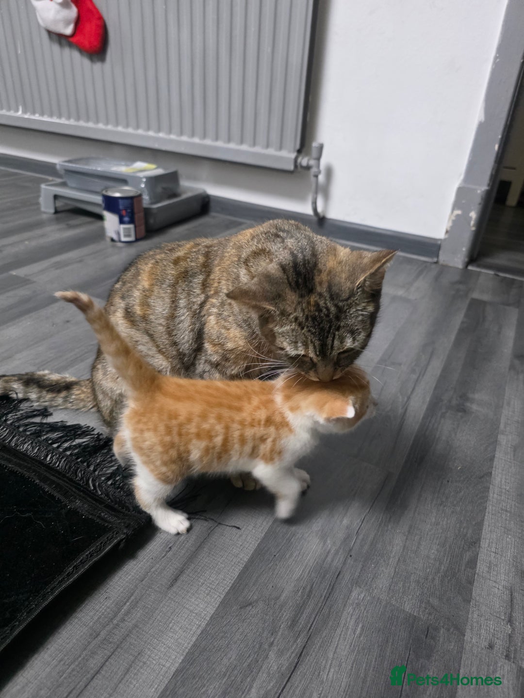 Mixed Breed cats for sale: Beautifull Kittens ready to go  - Advert 27