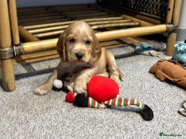 Cocker Spaniel dogs - Advert 9