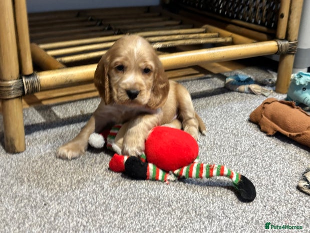 Cocker Spaniel dogs - Advert 4