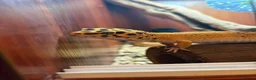 Leopard Gecko reptiles for sale: Leopard Gecko + Full Setup in Ipswich - Advert 3
