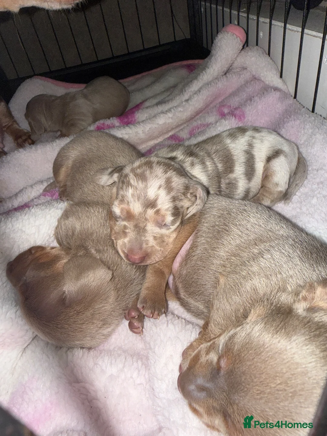 Miniature Dachshund dogs for sale: Mini dachshunds - Advert 1