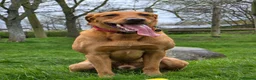 Mixed Breed dogs for stud: Male Dog for Stud - Advert 1