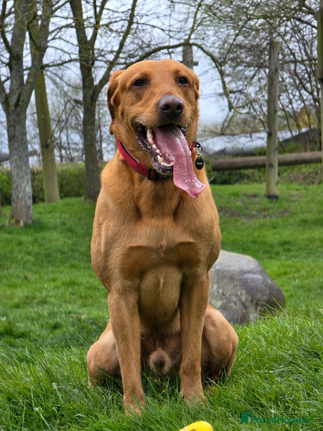 Mixed Breed dogs for stud: Male Dog for Stud - Advert 1