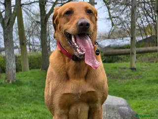 Mixed Breed dogs Male Dog for Stud - Advert 5