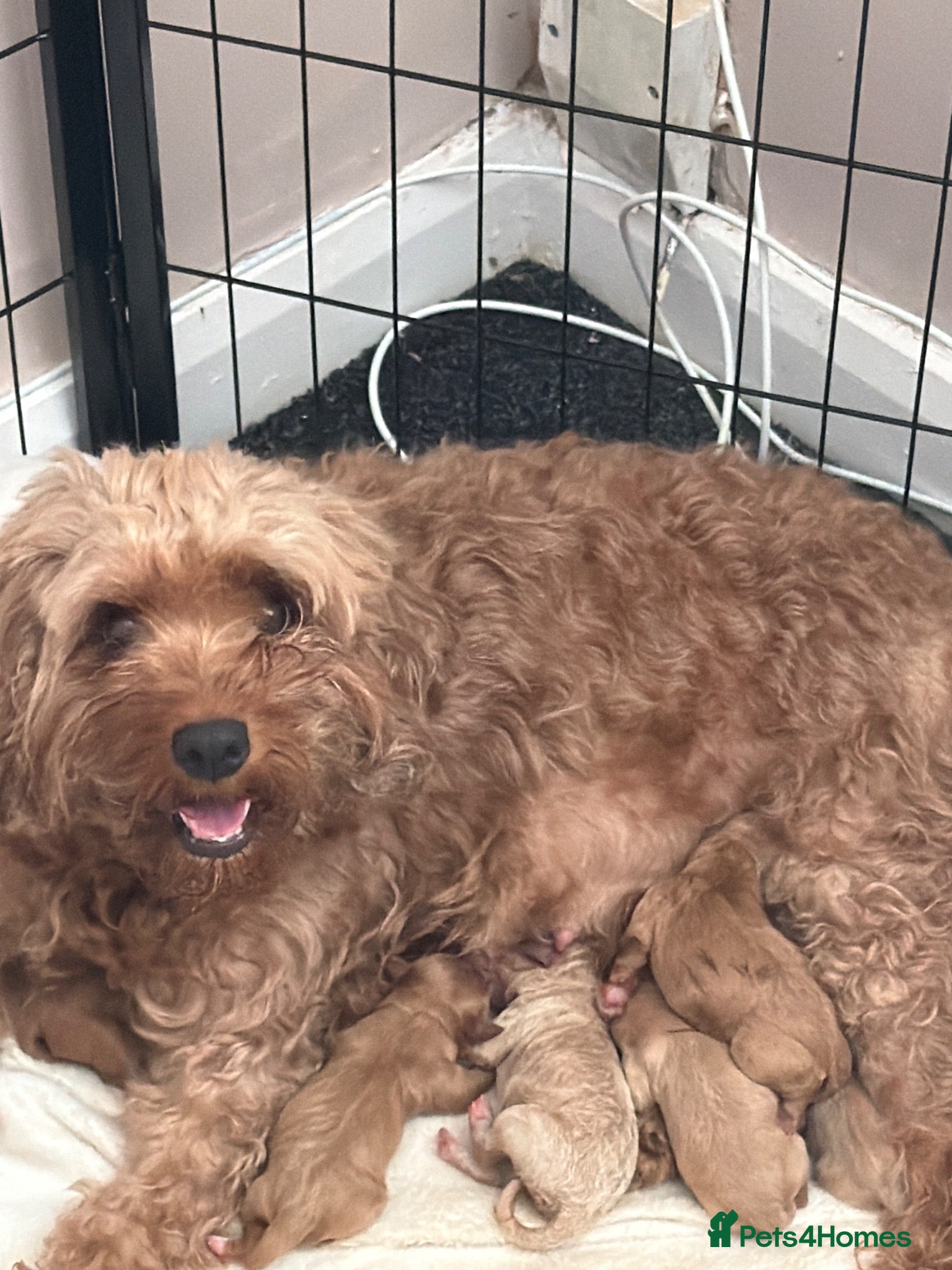 Mixed Breed dogs 🌟🌟 Stunning Cavapoochon Puppies 🌟🌟 - Advert 16