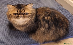 Persian cats for sale: Beautiful  brown tabby female persian  - Image 3
