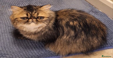 Persian cats - Advert 9