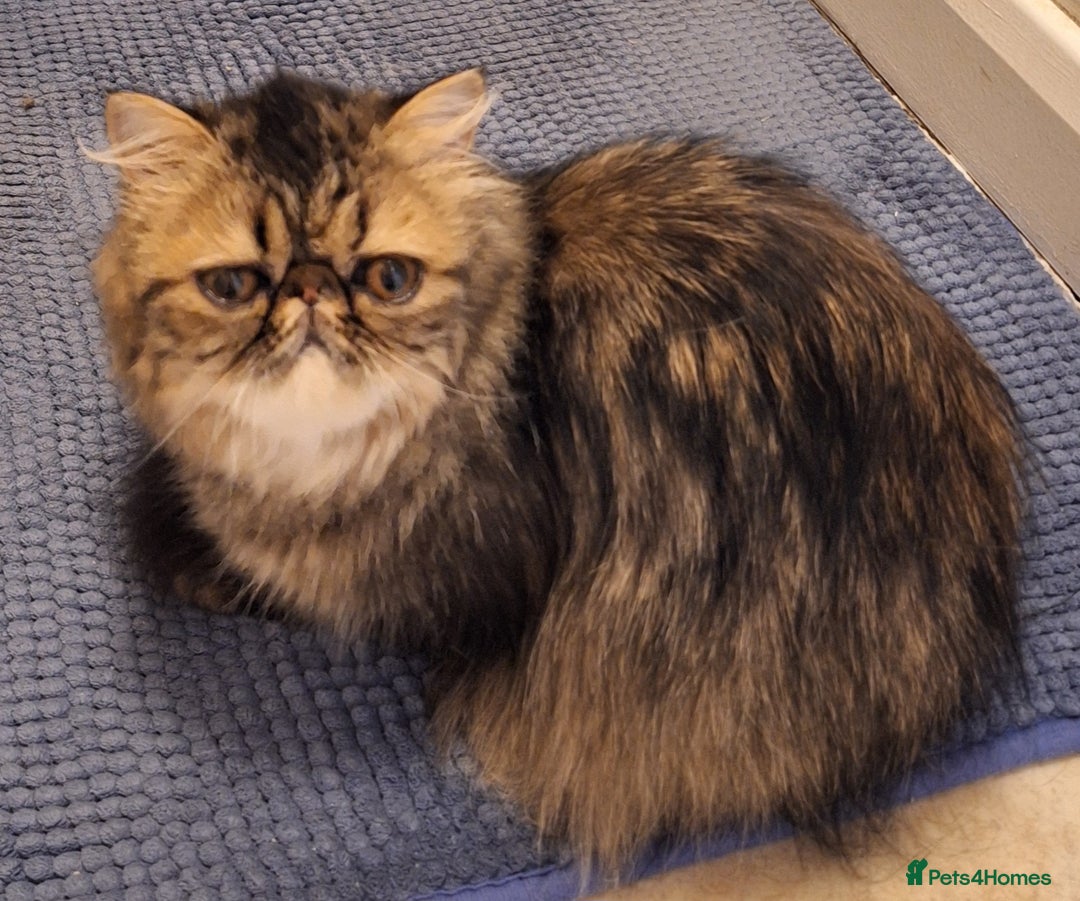 Persian cats for sale: Beautiful  brown tabby female persian  - Image 3