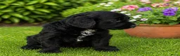 Goldendoodle dogs for sale: Beautiful miniature F1 Goldendoodle - Advert 24