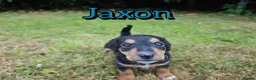 Mixed Breed dogs for sale: Loving Parsons Russell Cross Puppies  - Advert 30