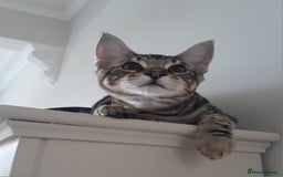 Savannah cats for sale: Full Pedigree TICA Reg Marbled Savannah Boy Kitten - Image 8